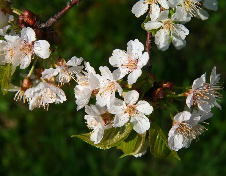 Cherry Blossom Time photo
